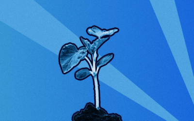 Le Conseil constitutionnel doit censurer la loi Duplomb au nom du principe de précaution